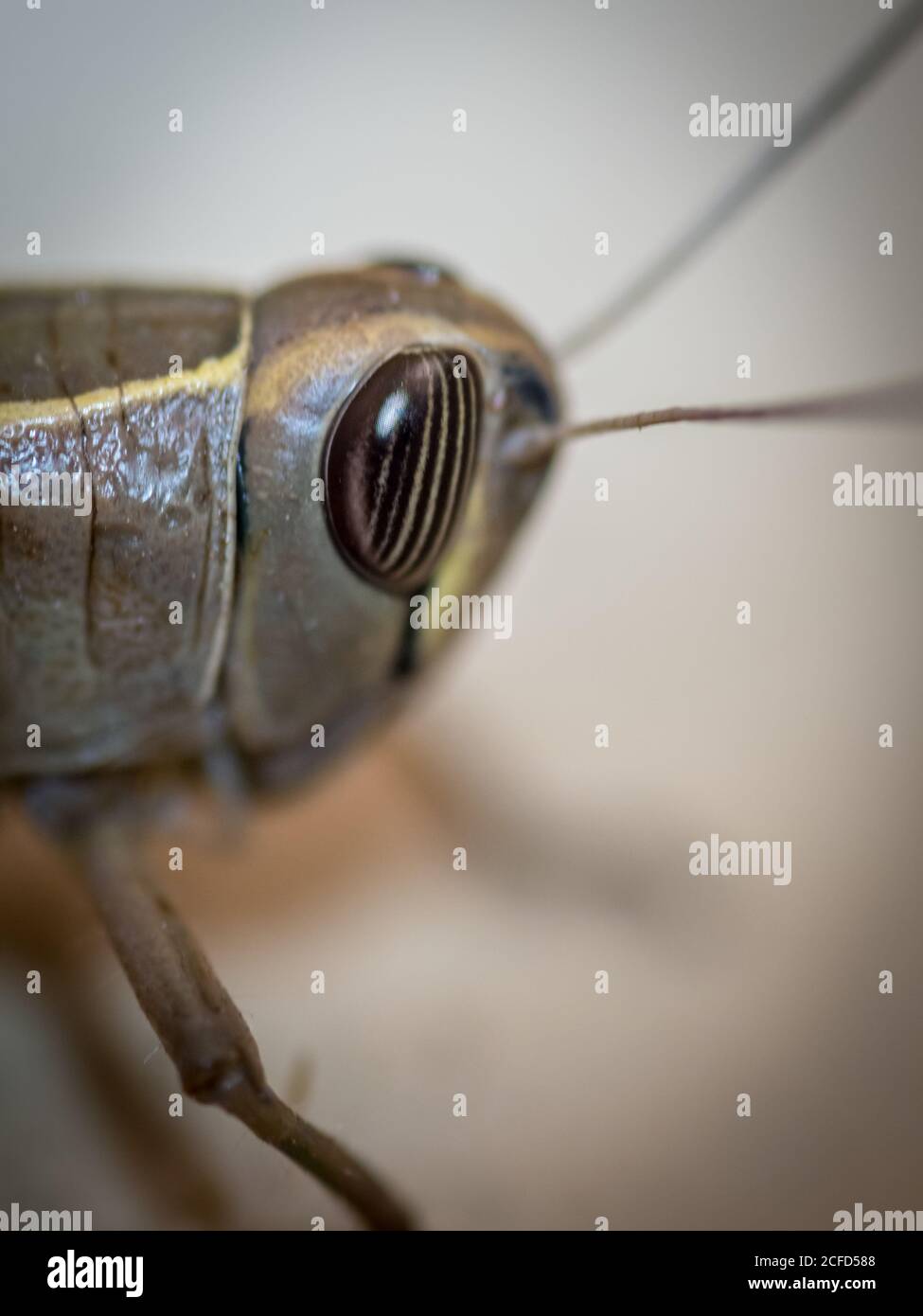 Isolated close up macro of a single grasshopper- Israel Stock Photo