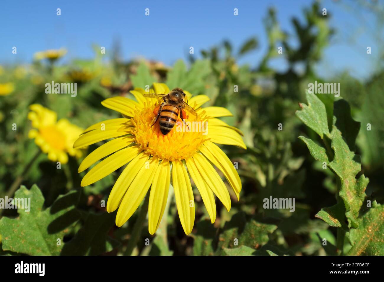 A honey bee collecting nectar on a brightly colored yellow flower Stock Photo