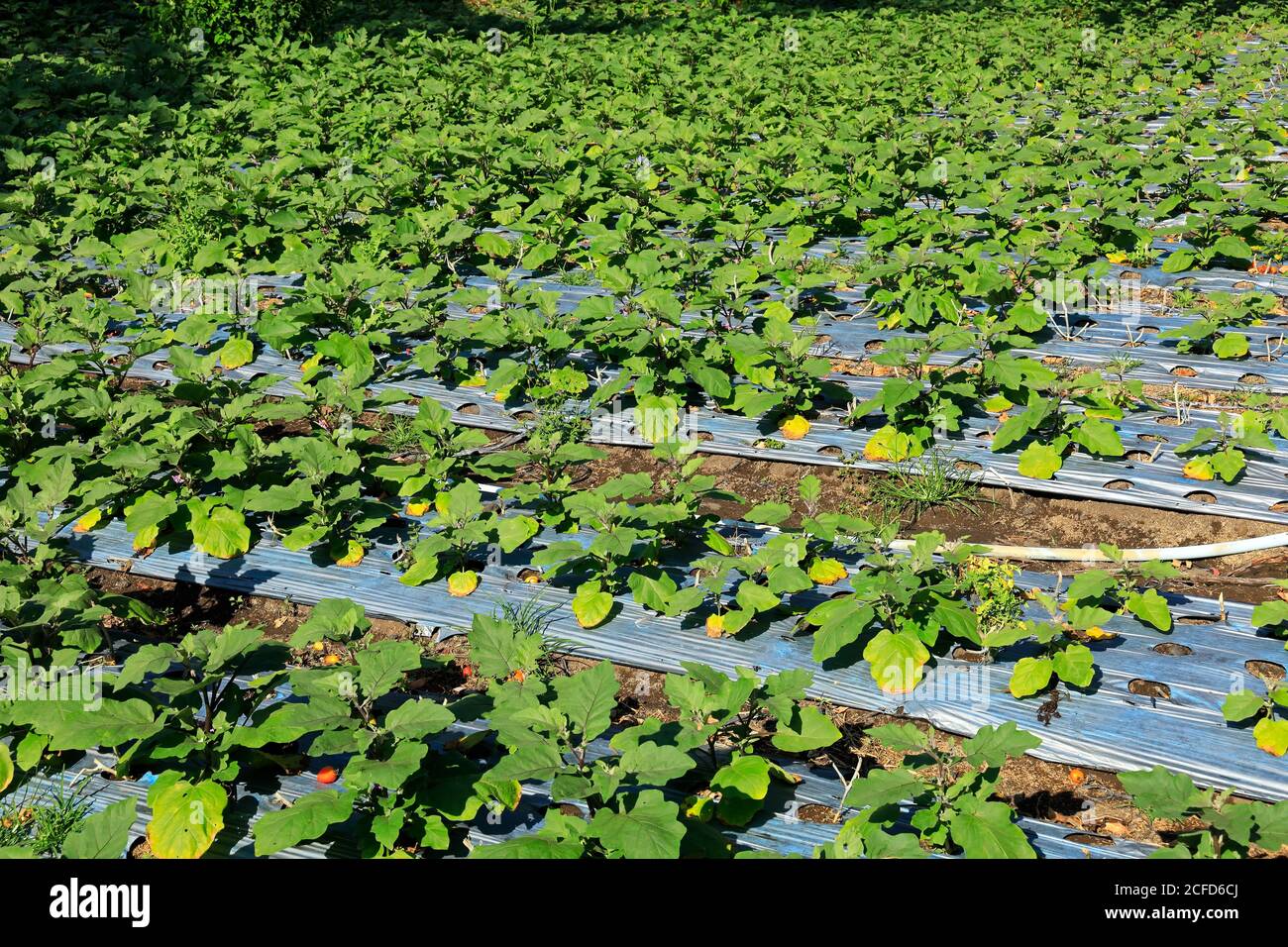 Field of irrigated aubergines on a rural farm, Bali, Indonesia Stock Photo
