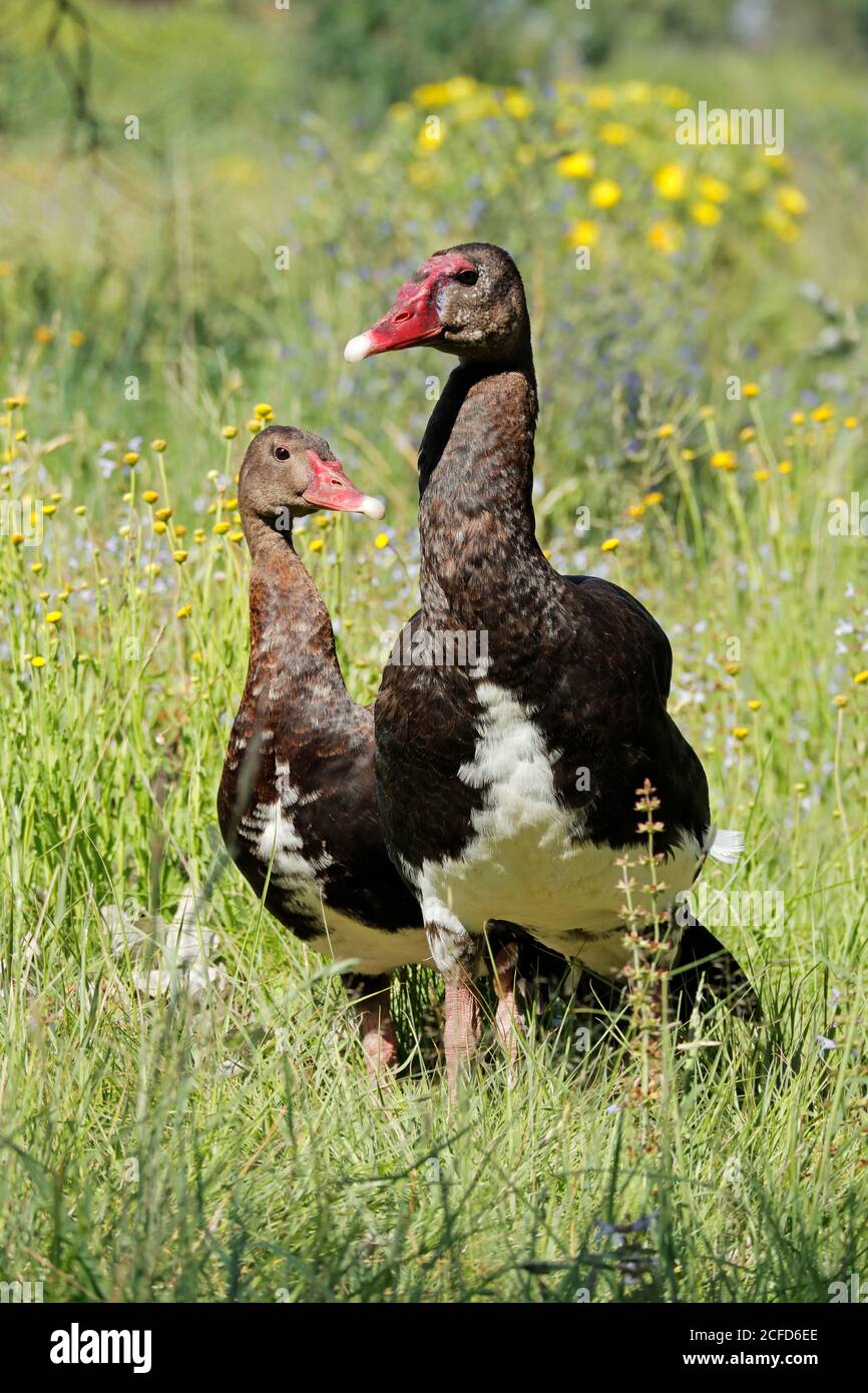 A Pair Of Spur winged Geese Plectropterus Gambensis In Natural 