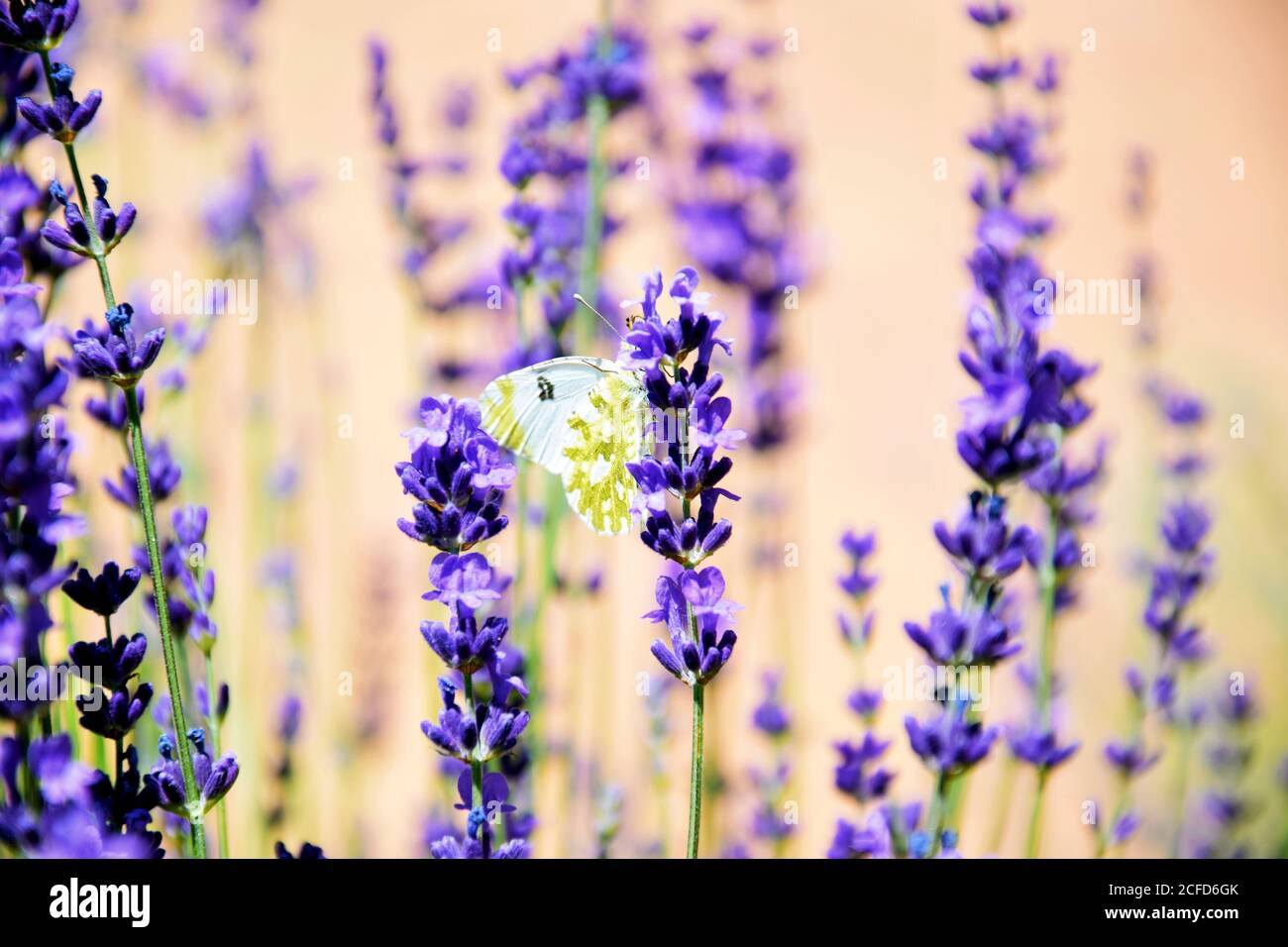 lavender flowers in the garden with butterfly Stock Photo