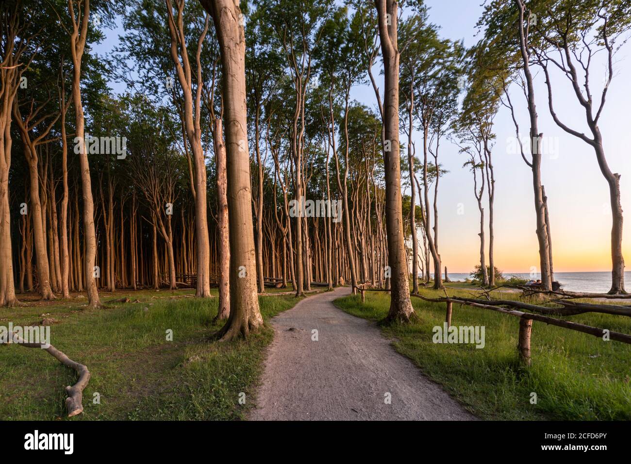 Sunset in the ghost forest near Nienhagen on the Baltic Sea. Stock Photo