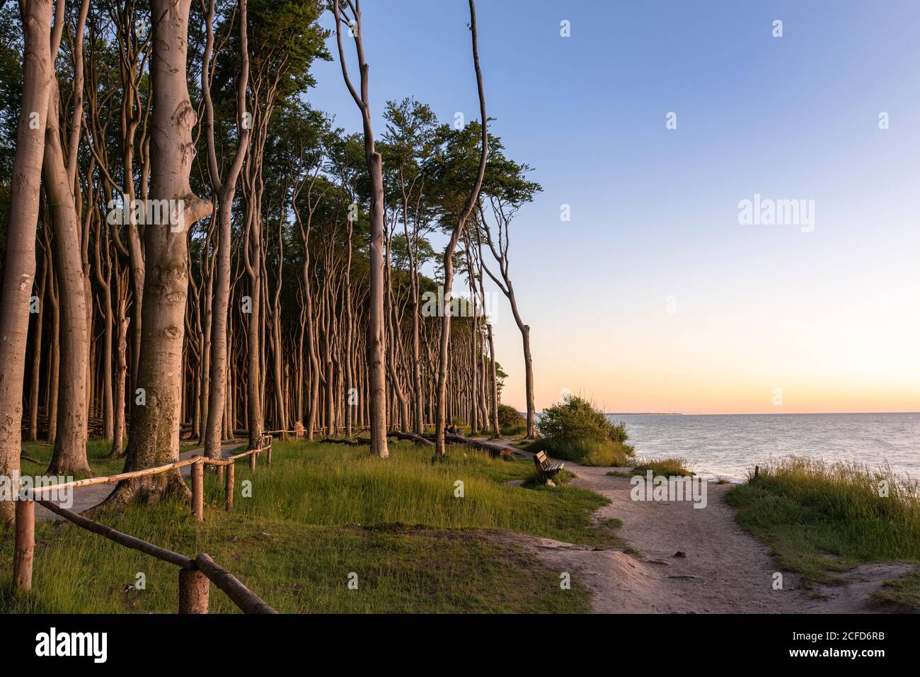 Sunset in the ghost forest near Nienhagen on the Baltic Sea. Stock Photo