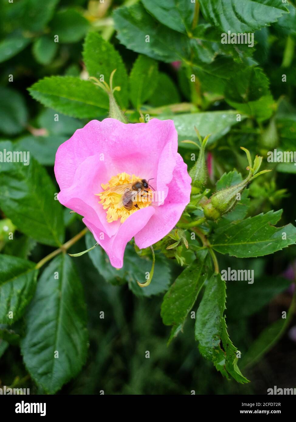 Pink flowers of the potato rose (Rosa rugosa) attract bees Stock Photo