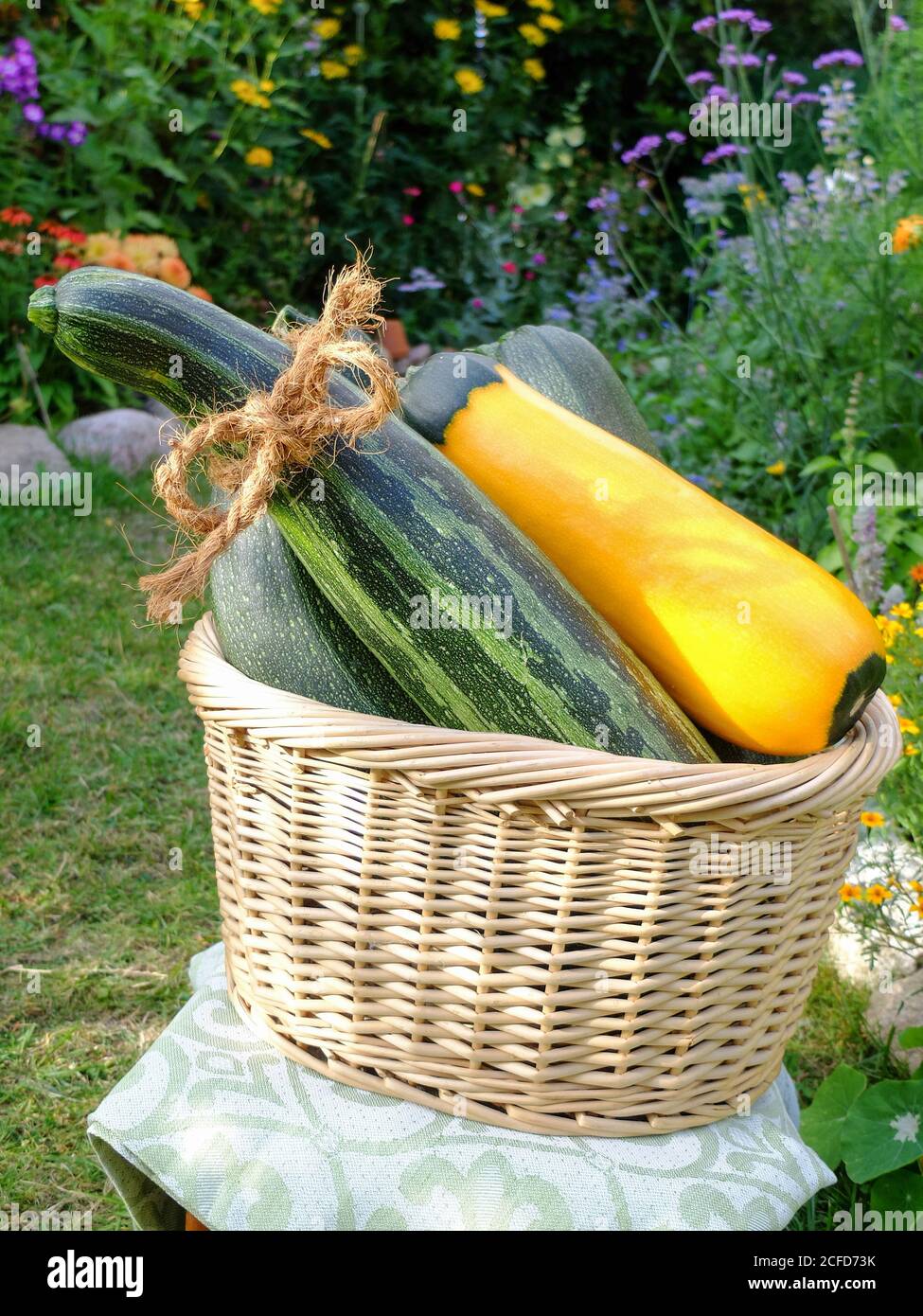Zucchini harvest in a basket - striped: 'Coucouzelle', two-tone yellow-green 'Zephyr' Stock Photo