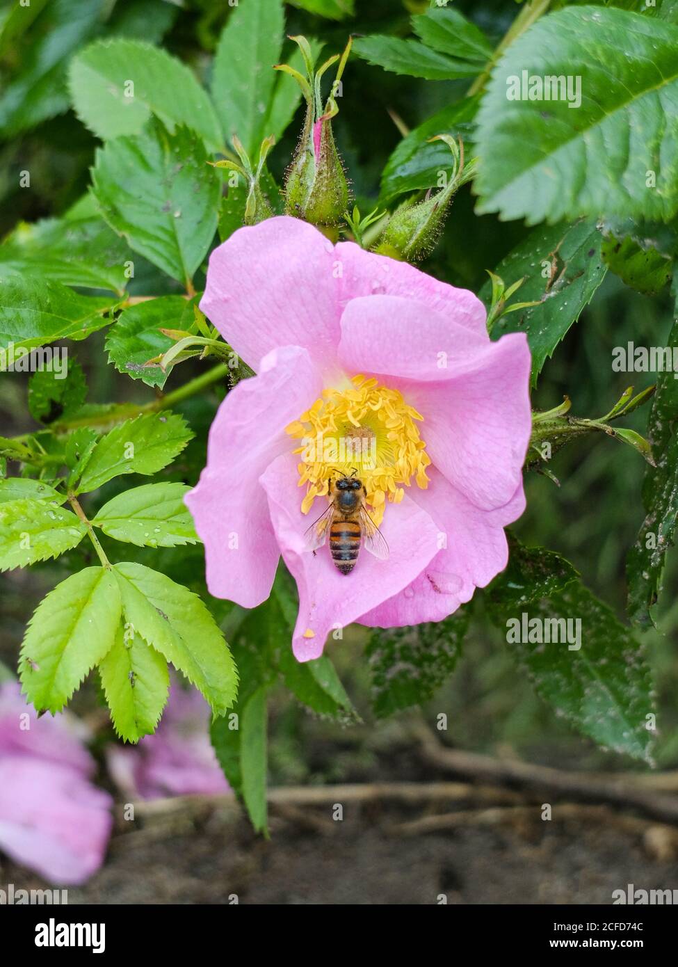 Pink flowers of the potato rose (Rosa rugosa) attract bees Stock Photo