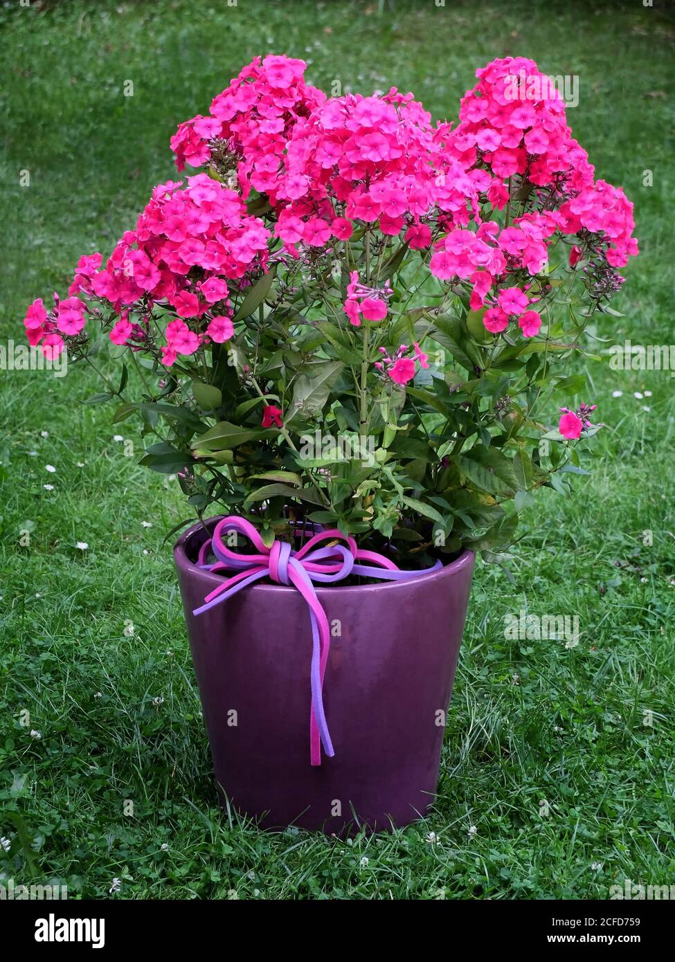 Phlox amplifolia 'Tecumseh', large-leaved flame flower in a purple pot Stock Photo