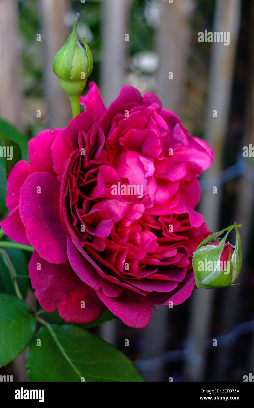 English rose 'William Shakespeare 2000', double flower Stock Photo