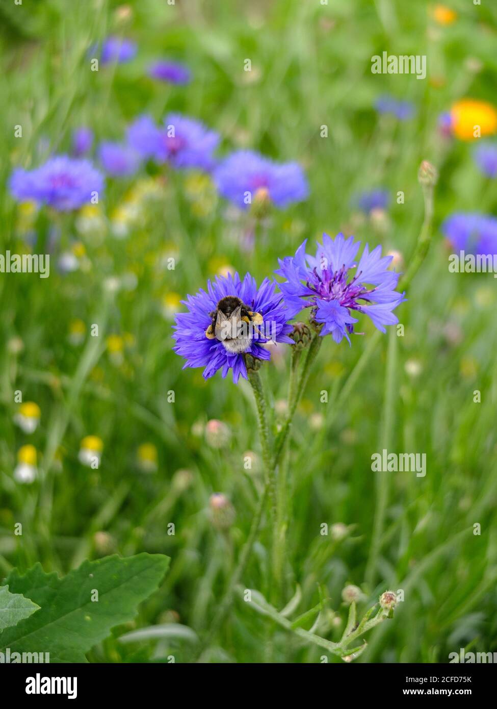 Blue cornflower (Centaurea cyanus) with honey bee Stock Photo Alamy