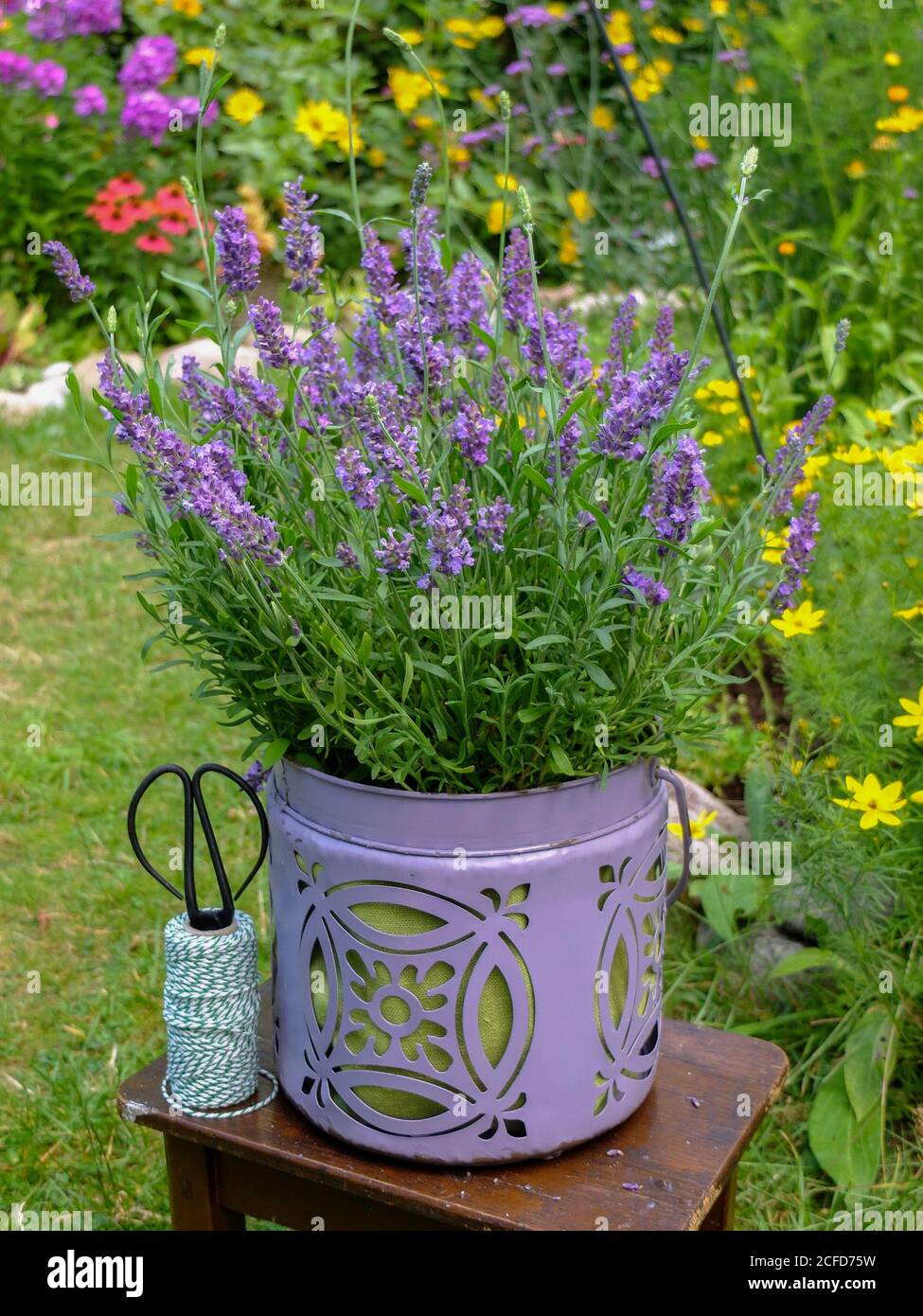Lavender in the decorative pot Stock Photo Alamy