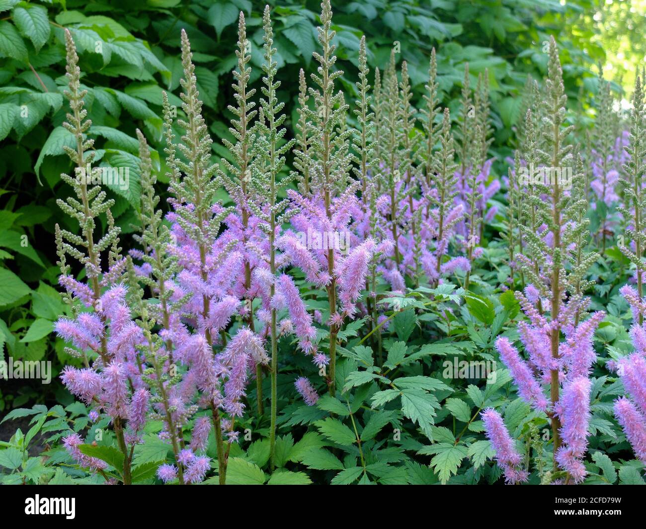 Astilbe Chinensis Var Pumila High Resolution Stock Photography and