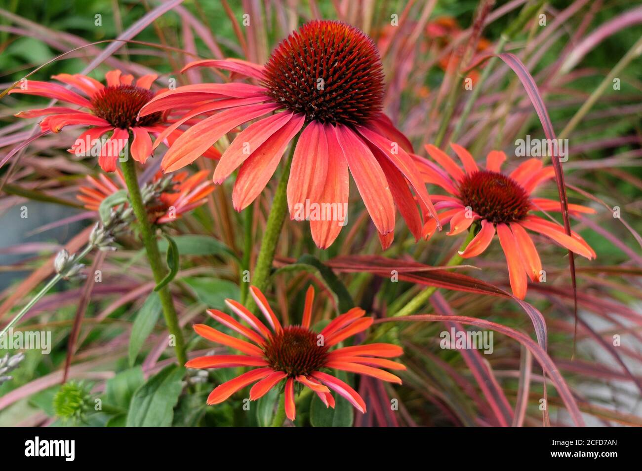 Sun hat 'Julia' (Echinacea purpurea) Stock Photo