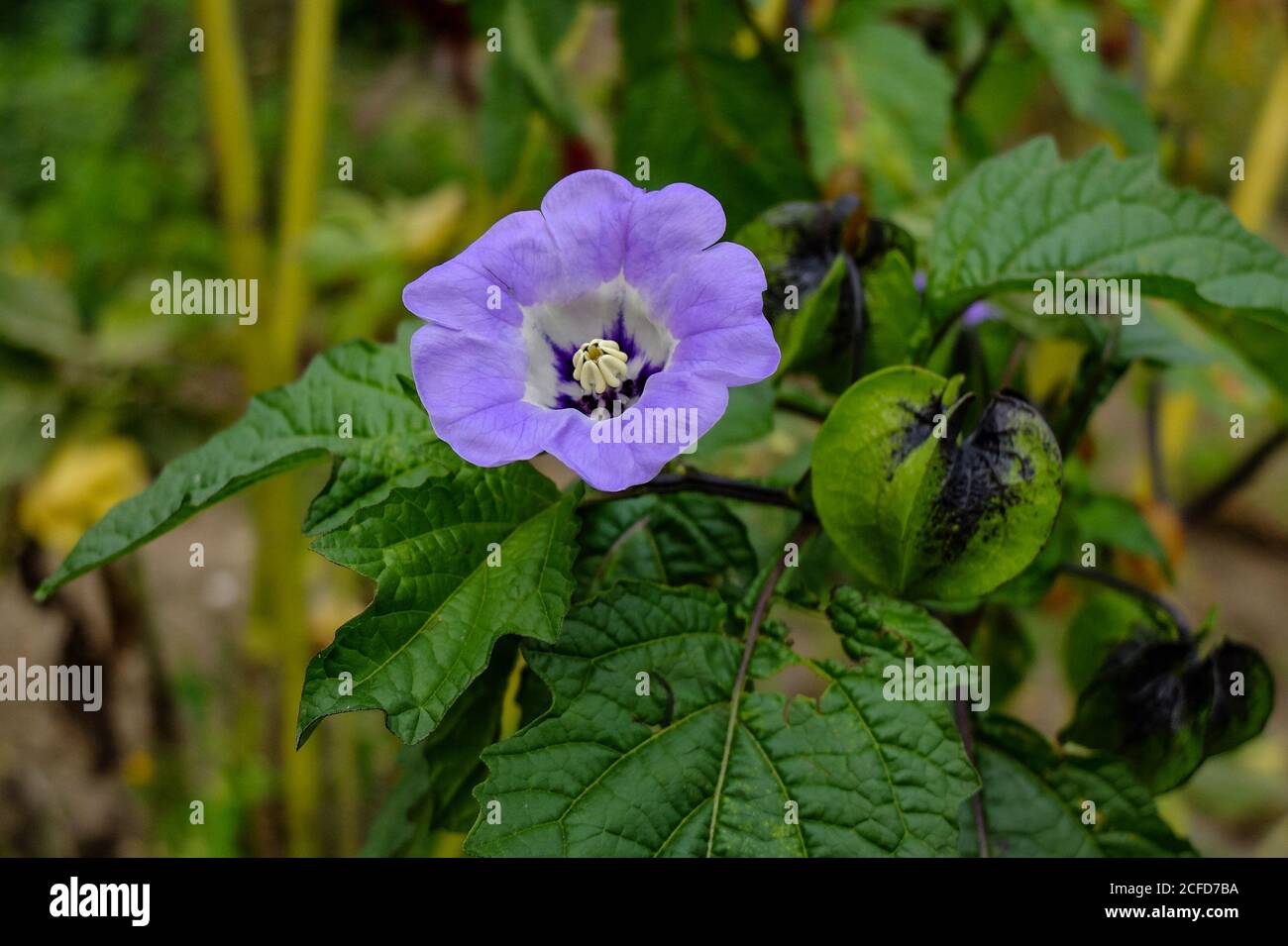 Blue physalis, poison berry (Nicandra physalodes) with flower and fruits Stock Photo