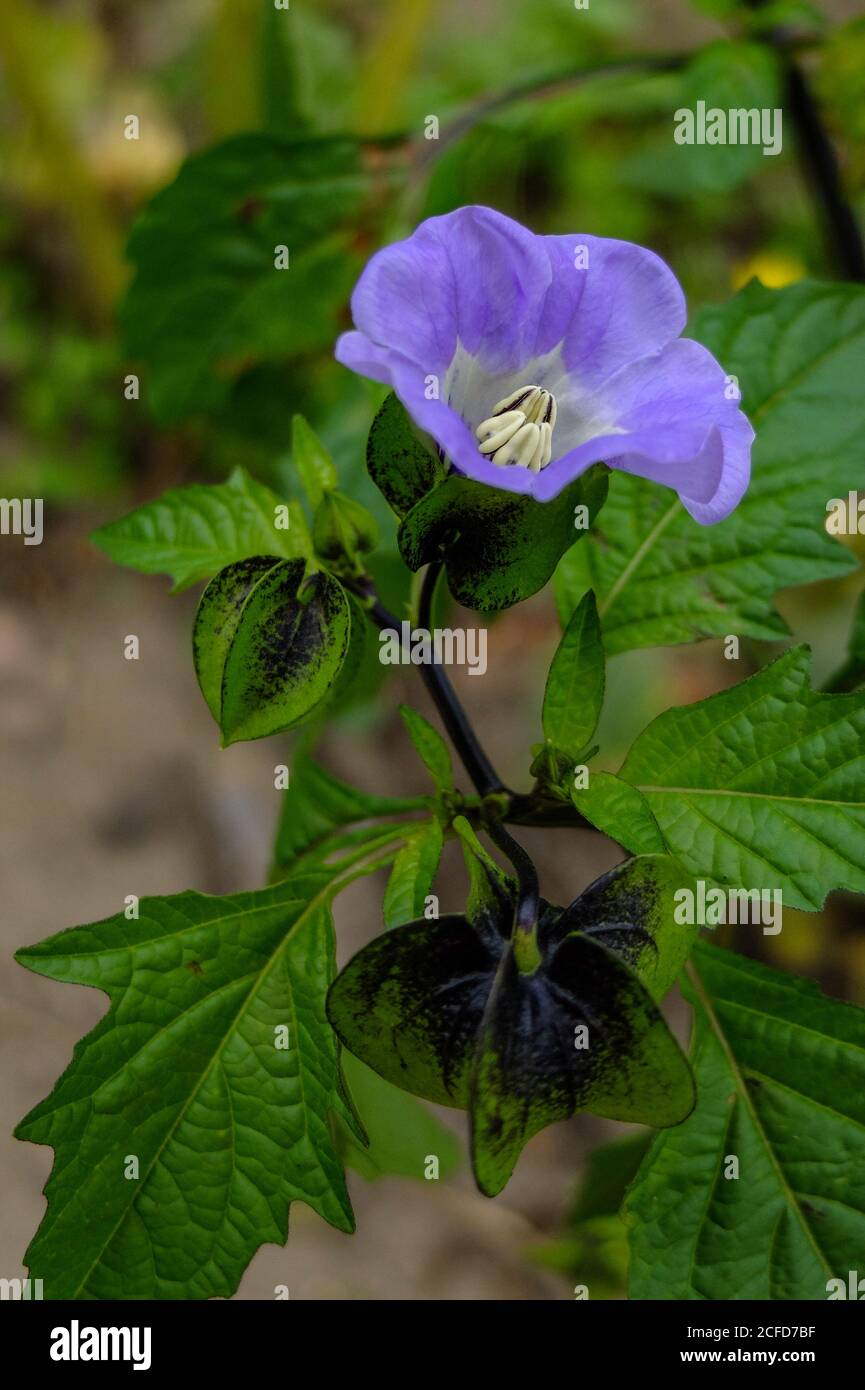 Blue physalis, poison berry (Nicandra physalodes) with flower and fruits Stock Photo