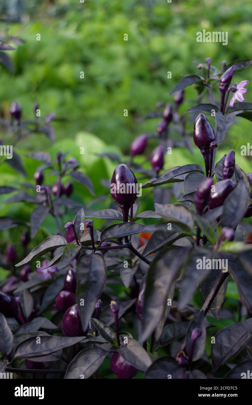 Chili 'Peruvian Purple' (Capsicum frutescens) Stock Photo