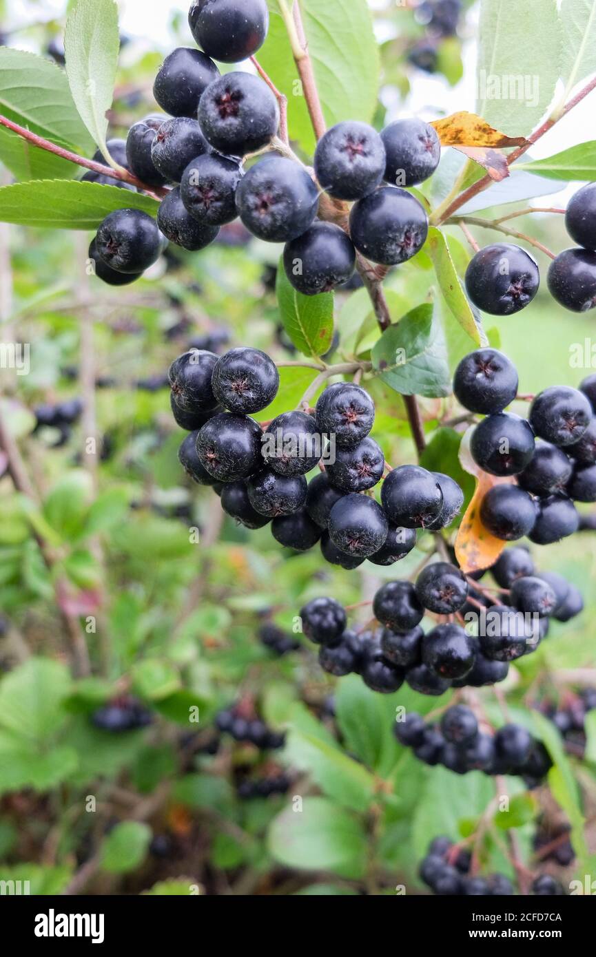 Ripe aronia berries on the bush (Aronia melanocarpa) Stock Photo