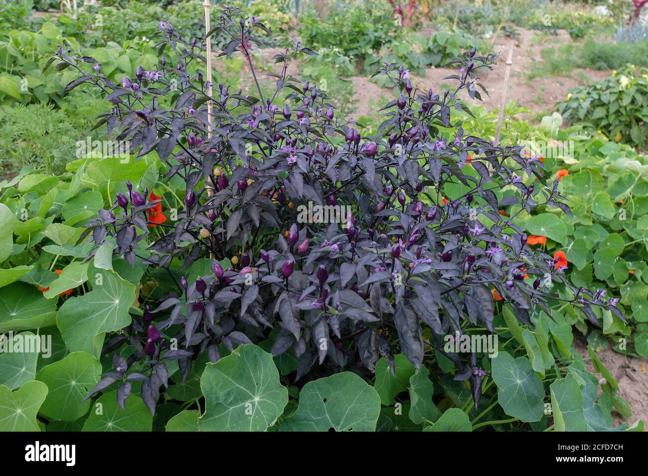 Chili 'Peruvian Purple' (Capsicum frutescens) Stock Photo