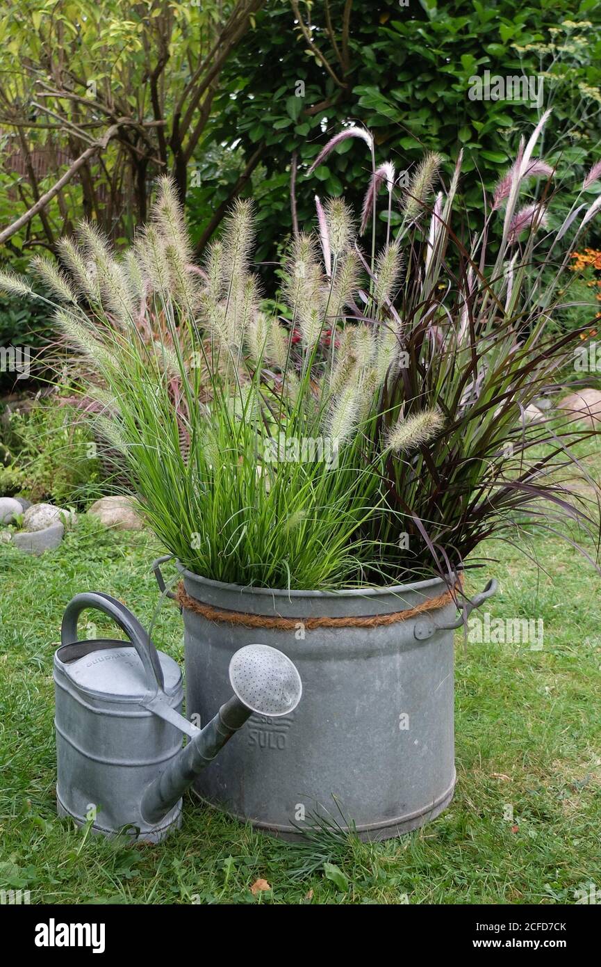 Autumn grasses (Pennisetum Setaceum) 'Rubrum' and 'Fountain Grass' in a zinc pot and old watering can Stock Photo