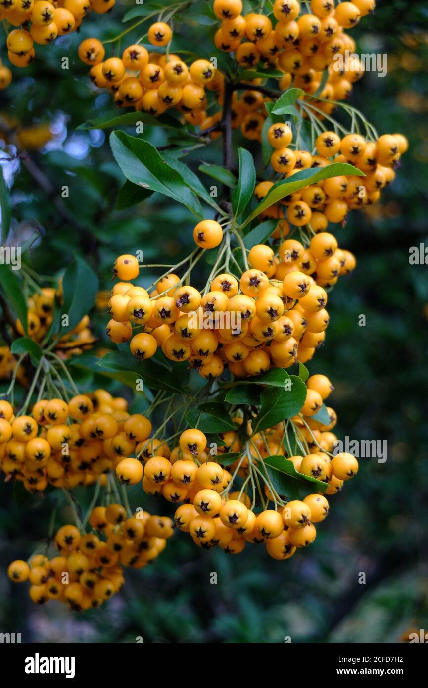 Firethorn 'Orange Charmer' (Pyracantha hybrid) in autumn Stock Photo