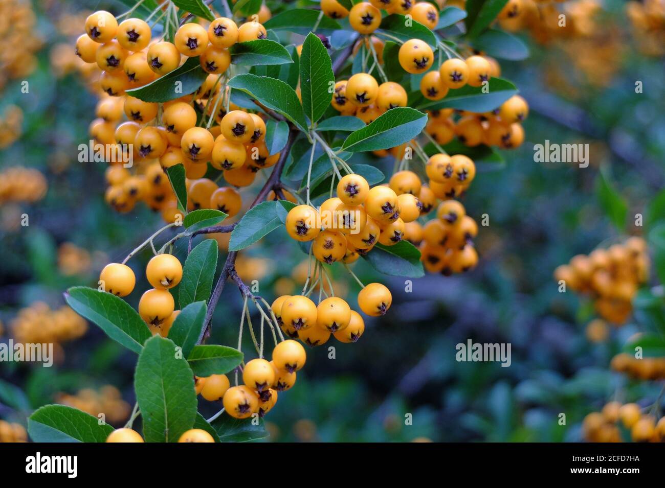 Firethorn 'Orange Charmer' (Pyracantha hybrid) in autumn Stock Photo