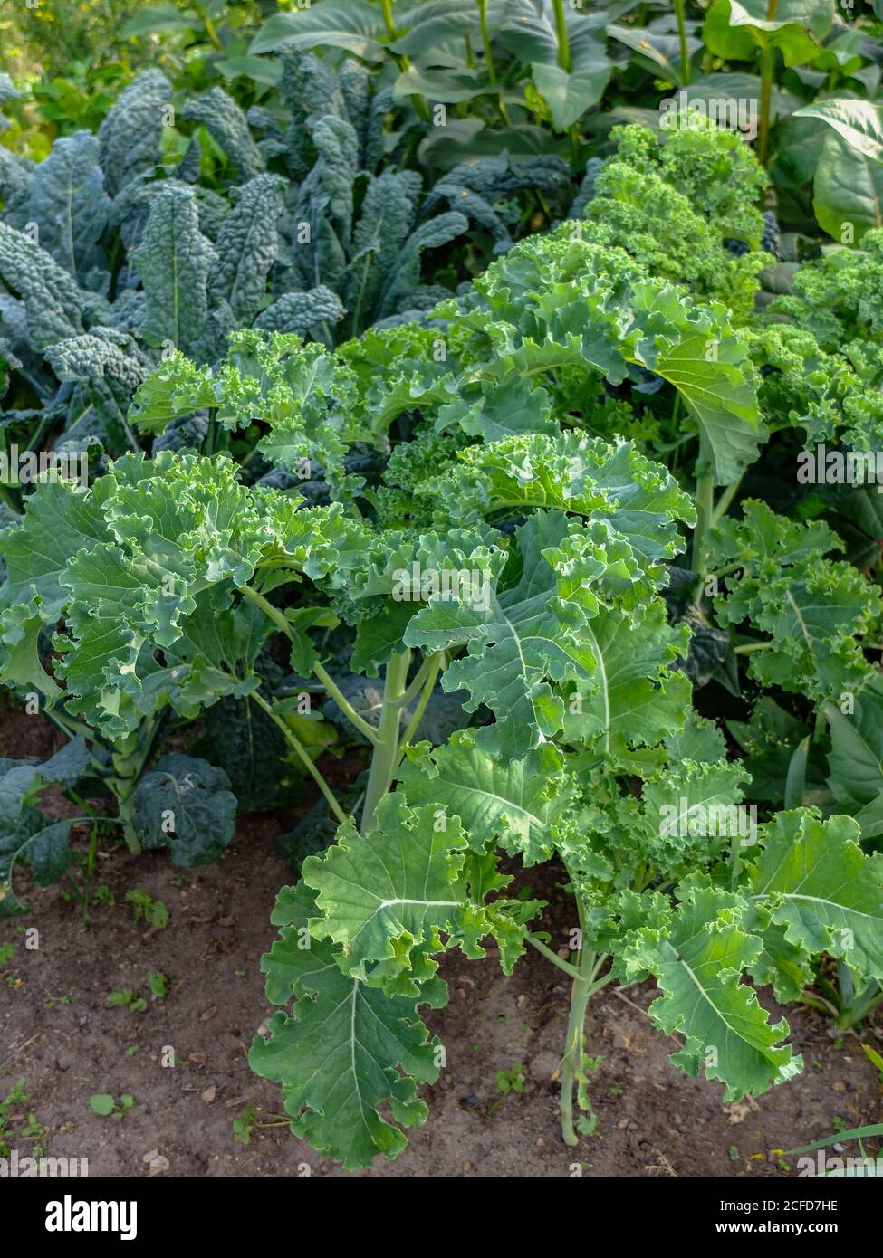 Kale (Brassica oleracea var. Sabellica) with palm cabbage in the vegetable patch Stock Photo
