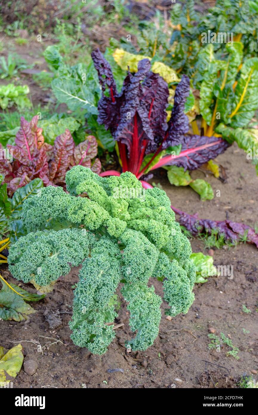 Kale (Brassica oleracea var. Sabellica) in mixed culture with Swiss chard (against leaf blotch disease) in the autumnal bed Stock Photo