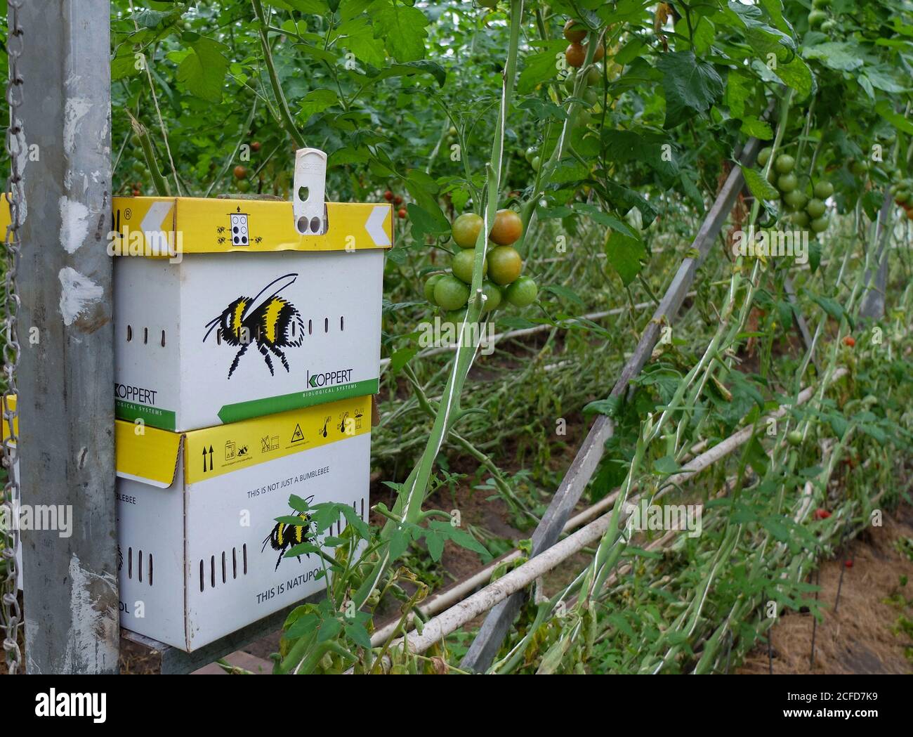 Bumblebee box with the bumblebees for pollination of tomatoes in the greenhouse Stock Photo
