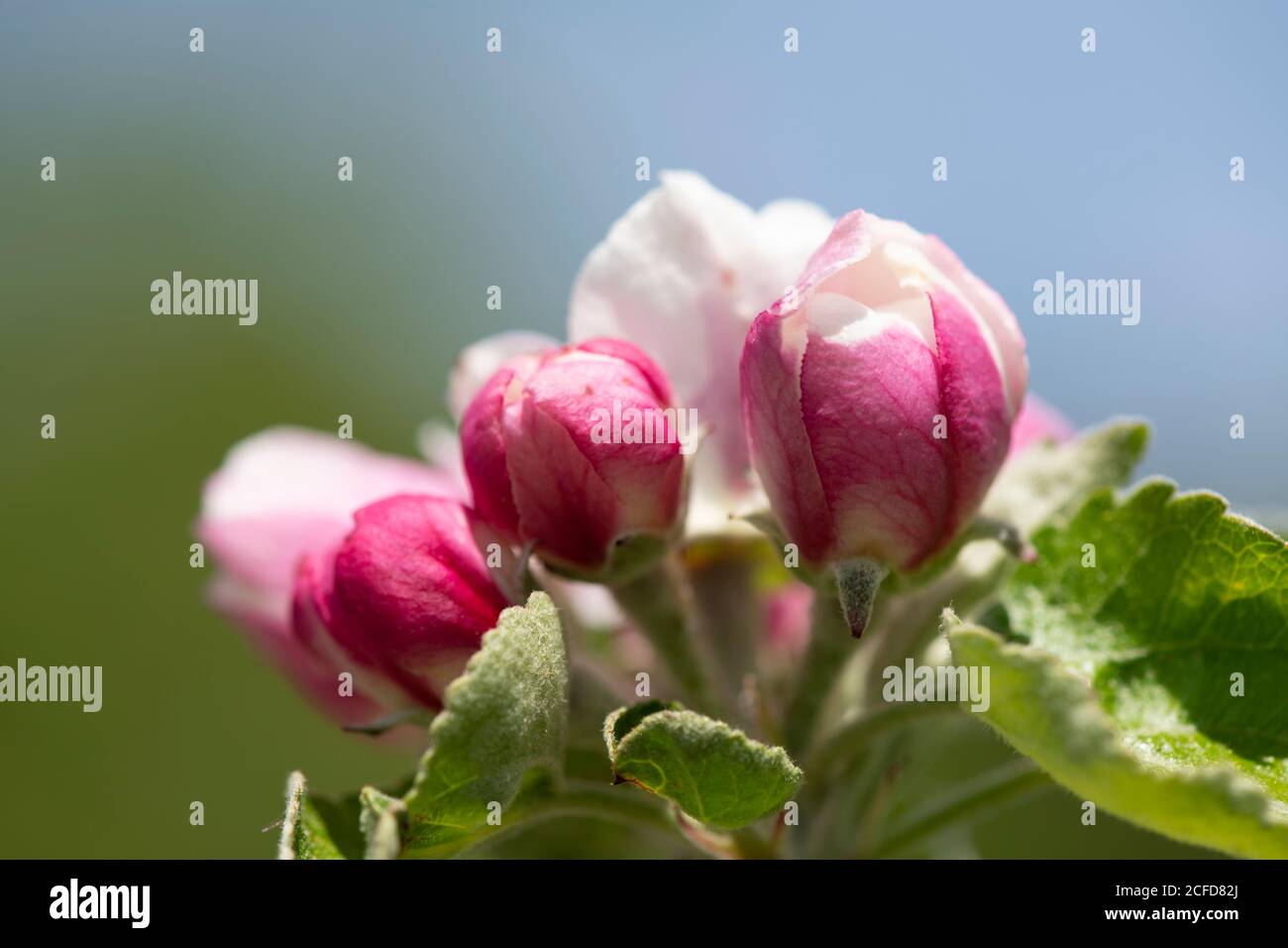 Apple blossom, close-up Stock Photo
