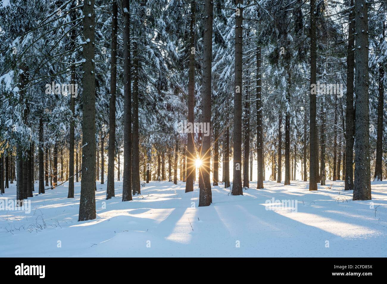 Thuringia Winter Snowy Norway spruce (Picea abies) forest at sunset, Thuringian Forest ...