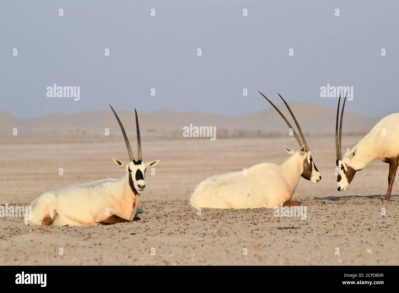 Arabian Oryx Arabian Oryx In Hi res Stock Photography And Images Alamy arabian-oryx-arabian-oryx-in-hi-res-stock-photography-and-images-alamy