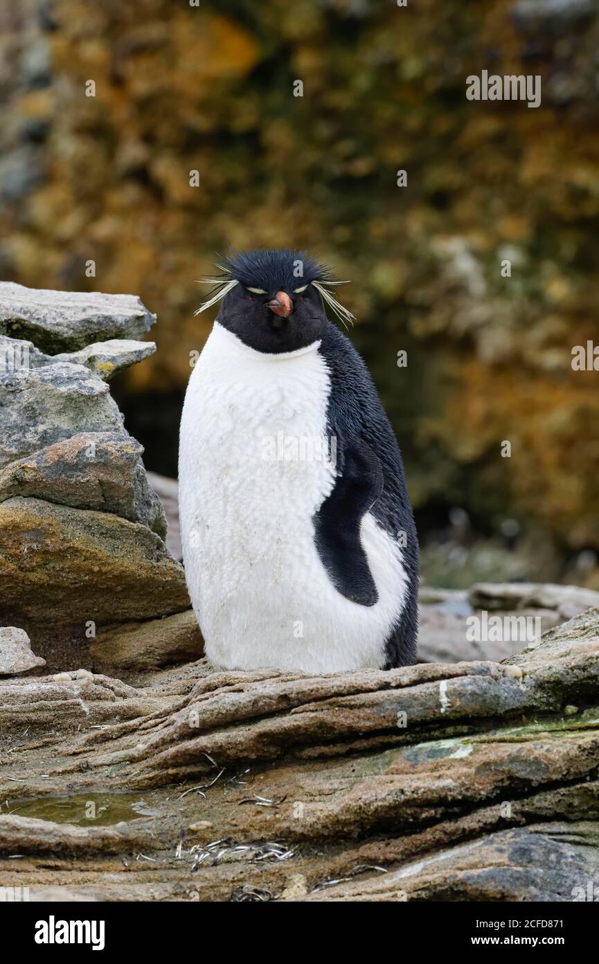 Southern Rockhopper penguin (Eudyptes chrysocome), New Island, Falkland Islands, British Overseas Territory Stock Photo