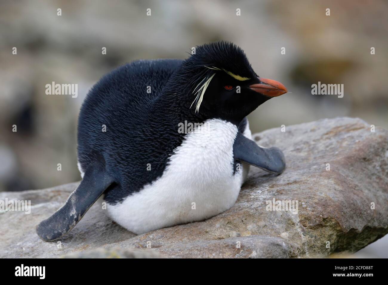 Southern Rockhopper penguin (Eudyptes chrysocome), New Island, Falkland Islands, British Overseas Territory Stock Photo