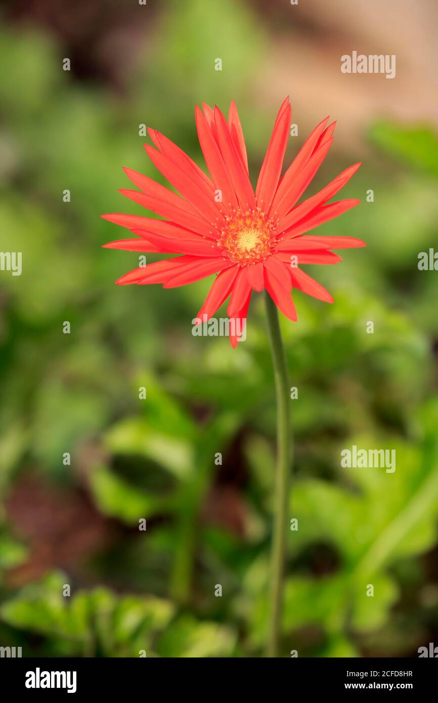 Barberton Daisy (Gerbera) (Gerber daisy jamesonii), flower, flowering