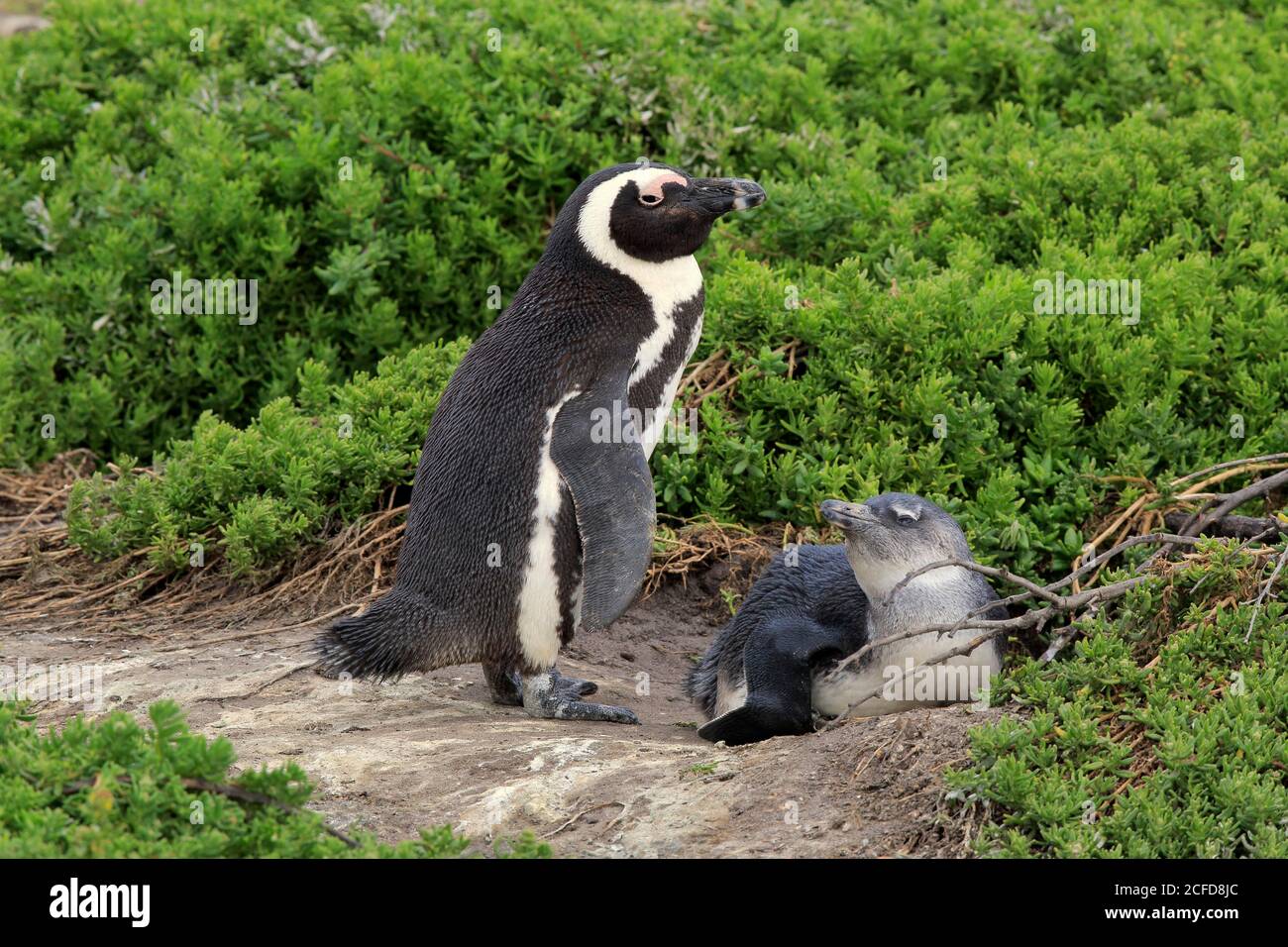 Juvenile bird on land hi-res stock photography and images - Alamy