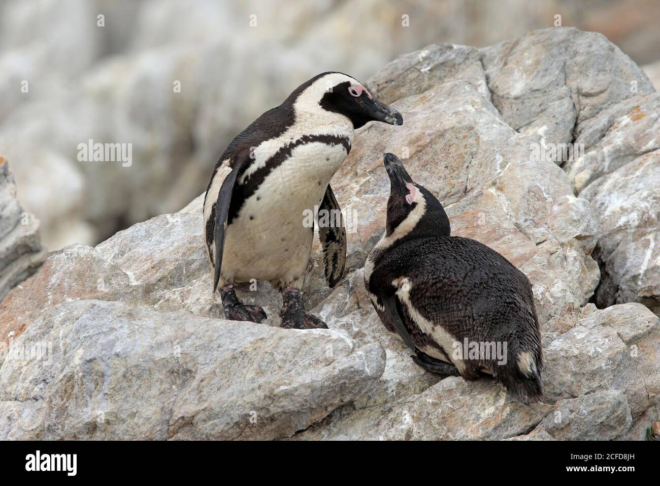 African penguin (Spheniscus demersus), adult, on rock, on land, two animals, Betty's Bay, Stony Point Nature Reserve, Western Cape, South Africa Stock Photo