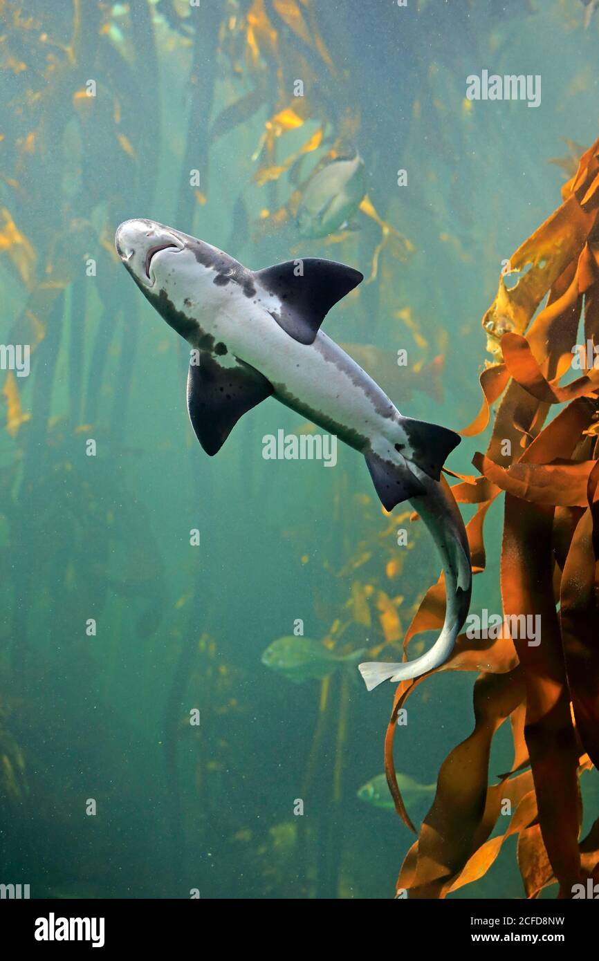 Spotted tidal creek Shark, Sharp-toothed Dogfish, (Triakis megalopterus), adult, swimming, in water, captive, Cape Town, South Africa Stock Photo
