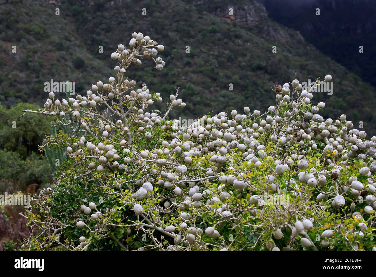Gardenian Forest Gardenia, white gardenia, forest gardenia (Gardenia thunbergia), fruit, fruit stand, Kirstenbosch Botanical Garden, Cape Town, South Stock Photo