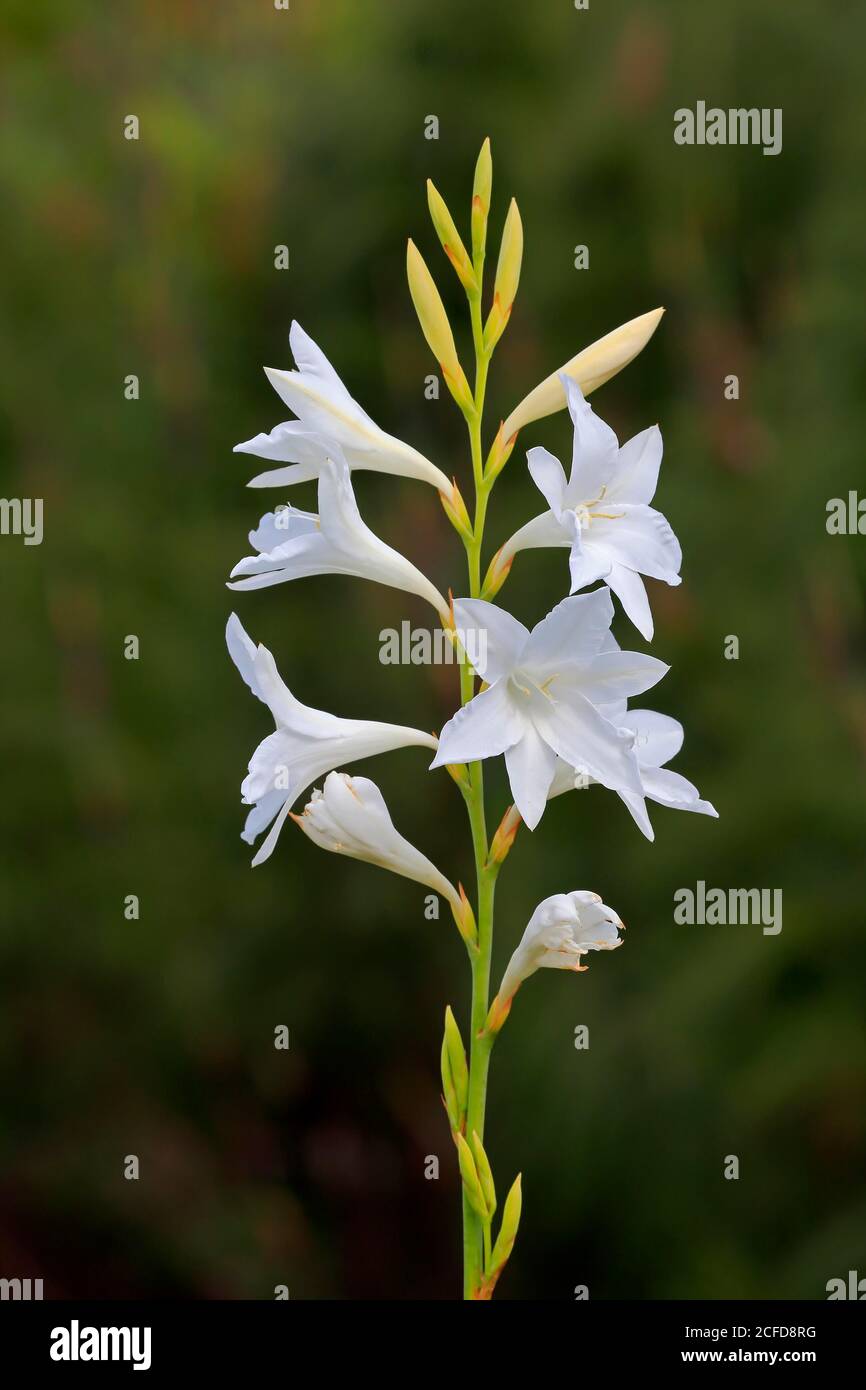 Cape Horn Lily (Watsonia borbonica ardernei) (Watsonia borbonica), subsp. ardernei, flower, flowering, bloom, Harold Porter National Botanical Stock Photo