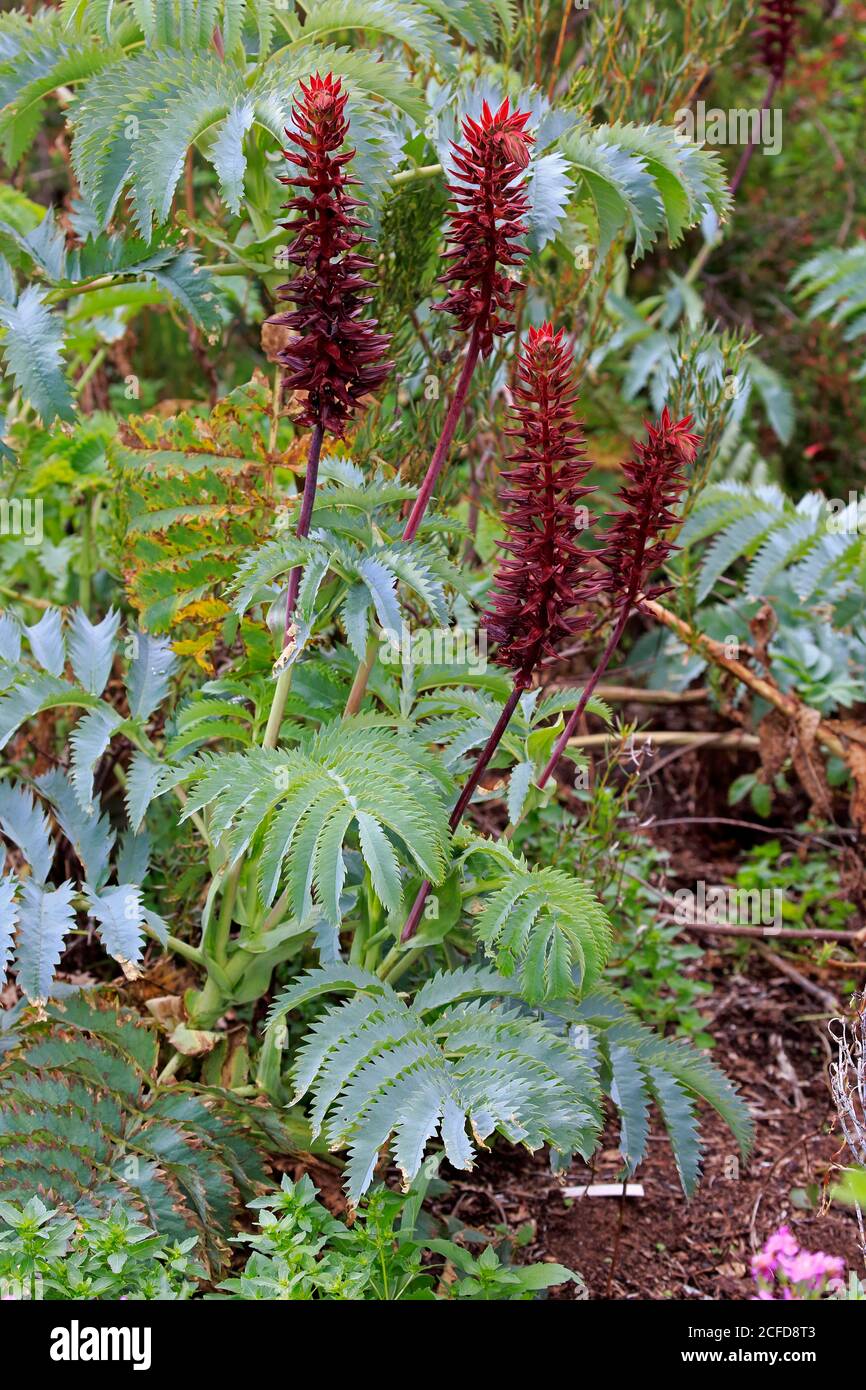 Giant honey flower (Melianthus major ), flower, flowering, shrub, Kirstenbosch Botanical Garden, Cape Town, South Africa Stock Photo