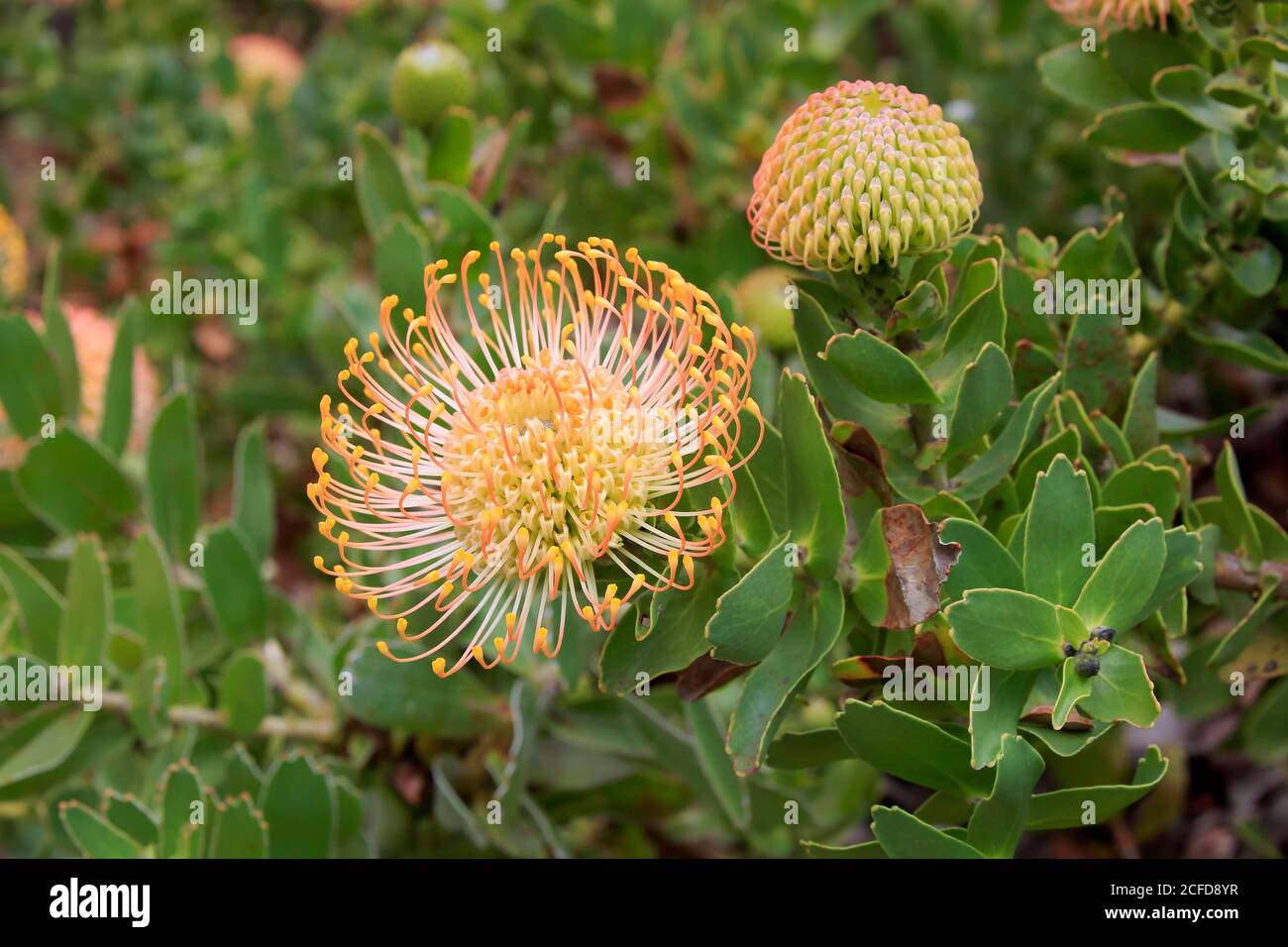 Pincuspid Protea, (Protea Leucospermum cordifolium), flower, flowering, silver tree plant, Kirstenbosch Botanical Garden, Cape Town, South Africa Stock Photo