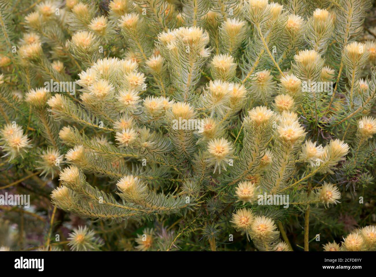 Phylica (Phylica pubescens), flower, flowering, rose-like, buckthorn, dwarf shrub, Kirstenbosch Botanical Garden, Cape Town, South Africa Stock Photo