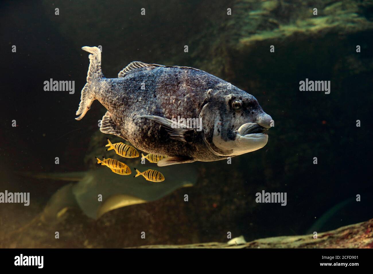Black musselcracker hires stock photography and images Alamy