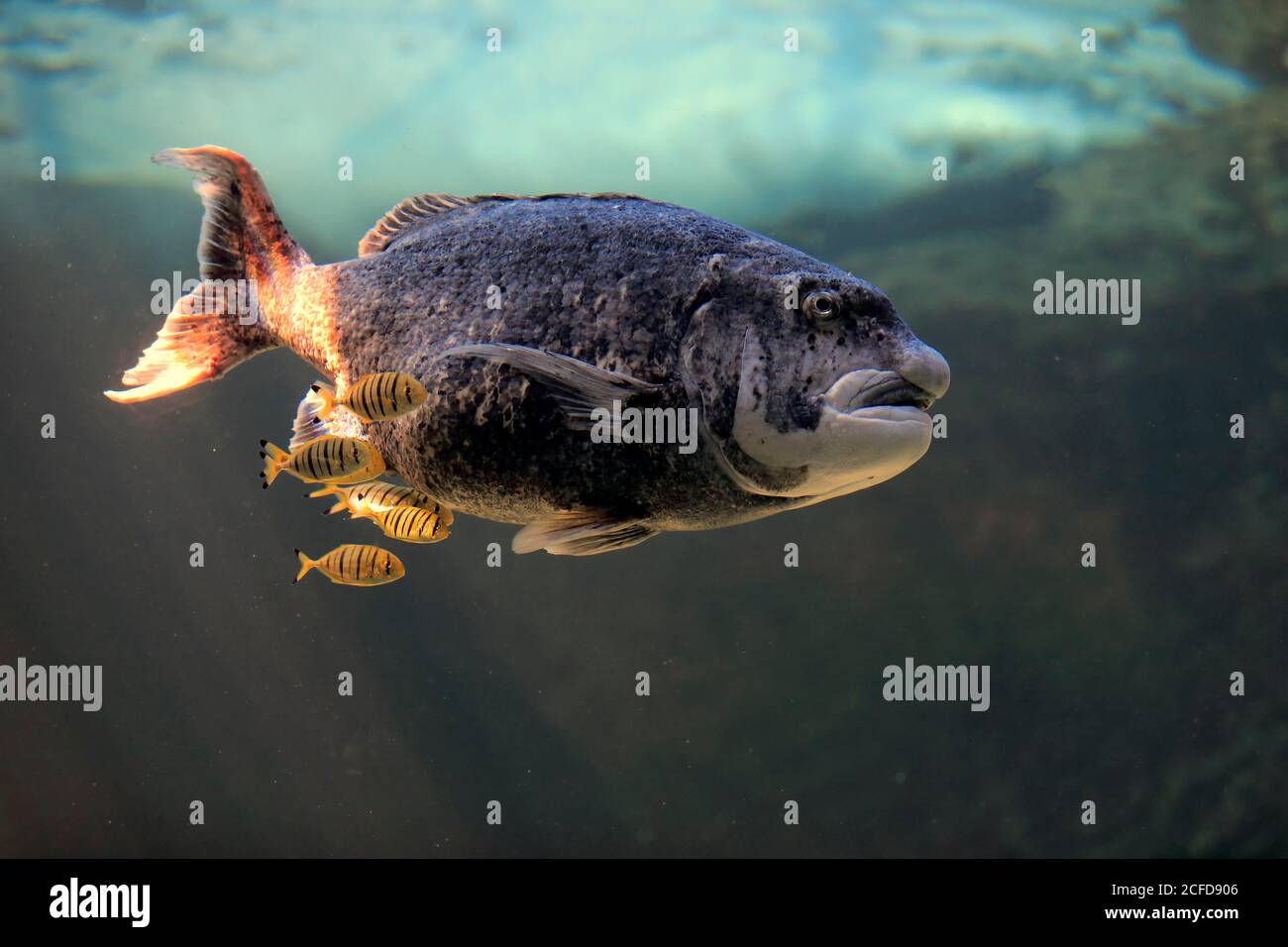 Black musselcracker (Cymatoceps nasutus ), adult, swimming, in water