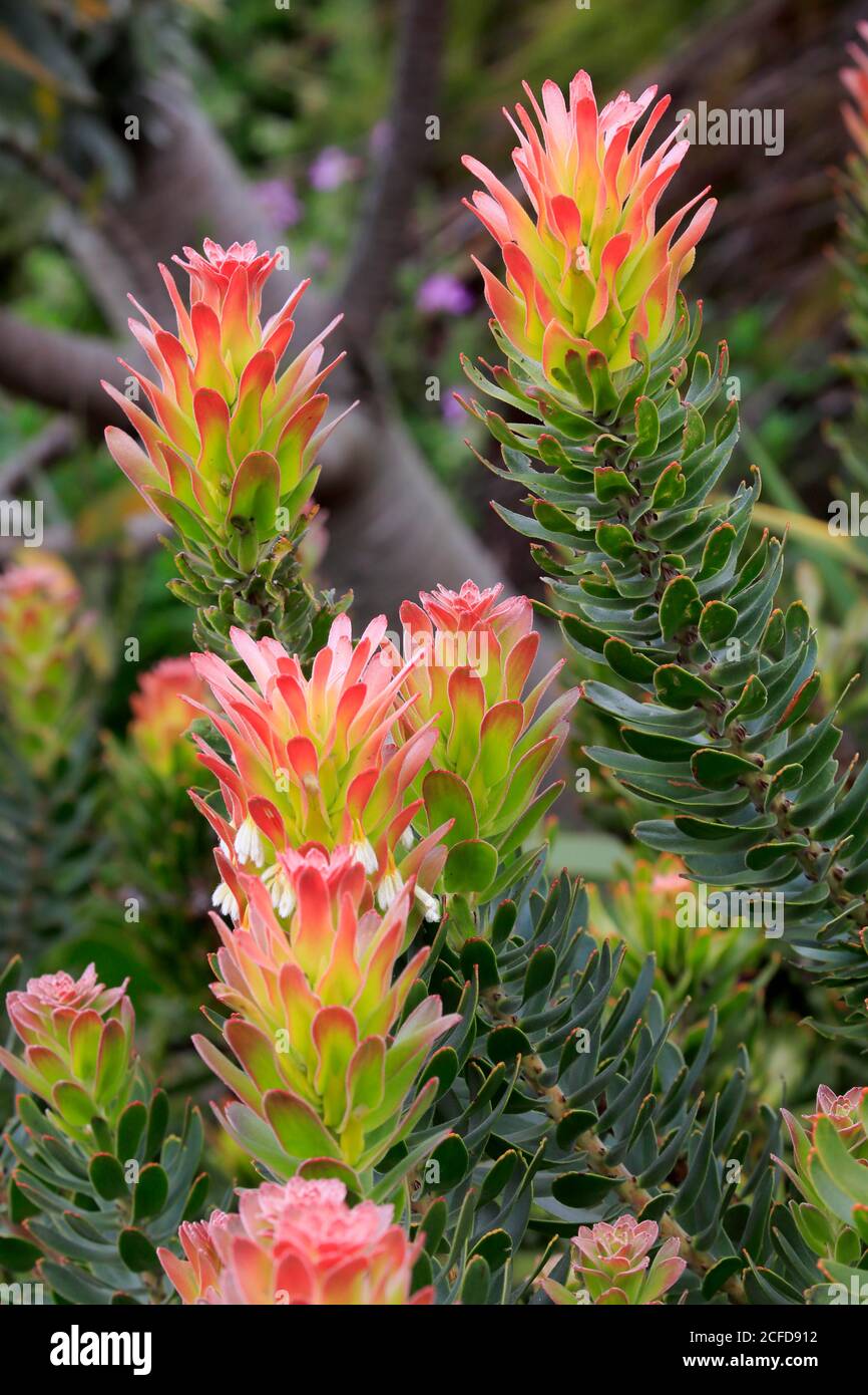 Protea, Mimetes cucullatus (Mimetes cucullatus), flower, flowering, silver tree plant, Kirstenbosch Botanical Garden, Cape Town, South Africa, Africa Stock Photo