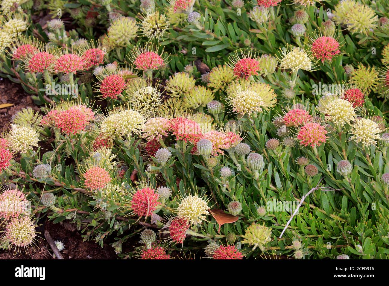 Pincuspid protea, (Protea Leucospermum heterophyllum), flower, flowering, silver tree plant, Kirstenbosch Botanical Garden, Cape Town, South Africa Stock Photo
