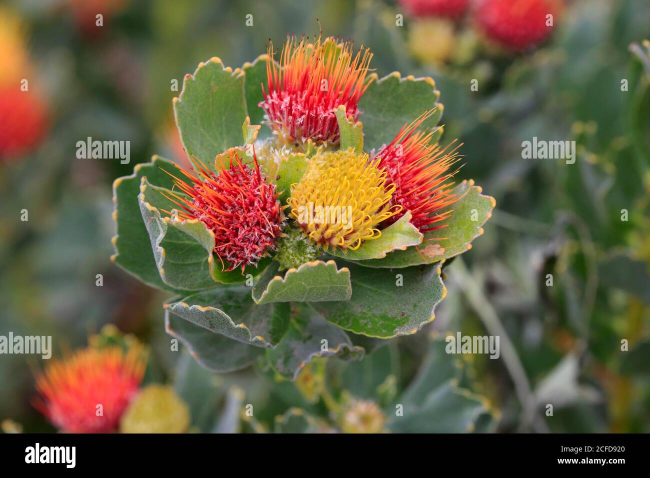 Pincuspid Protea, (Protea Leucospermum oleifolium), flower, flowering, silver tree plant, Kirstenbosch Botanical Garden, Cape Town, South Africa Stock Photo