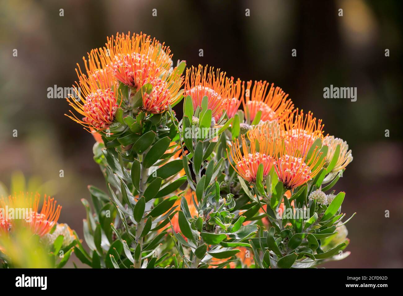 Pincushion protea, (Protea Leucospermum erubescens), flower, flowering, silver tree plant, Kirstenbosch Botanical Garden, Cape Town, South Africa Stock Photo