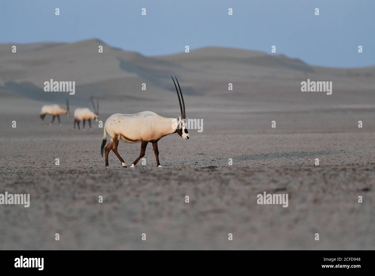 Arabian Oryx (Oryx leucoryx) in the Al Marmoom Desert Conservation Reserve, United Arab Emirates Stock Photo