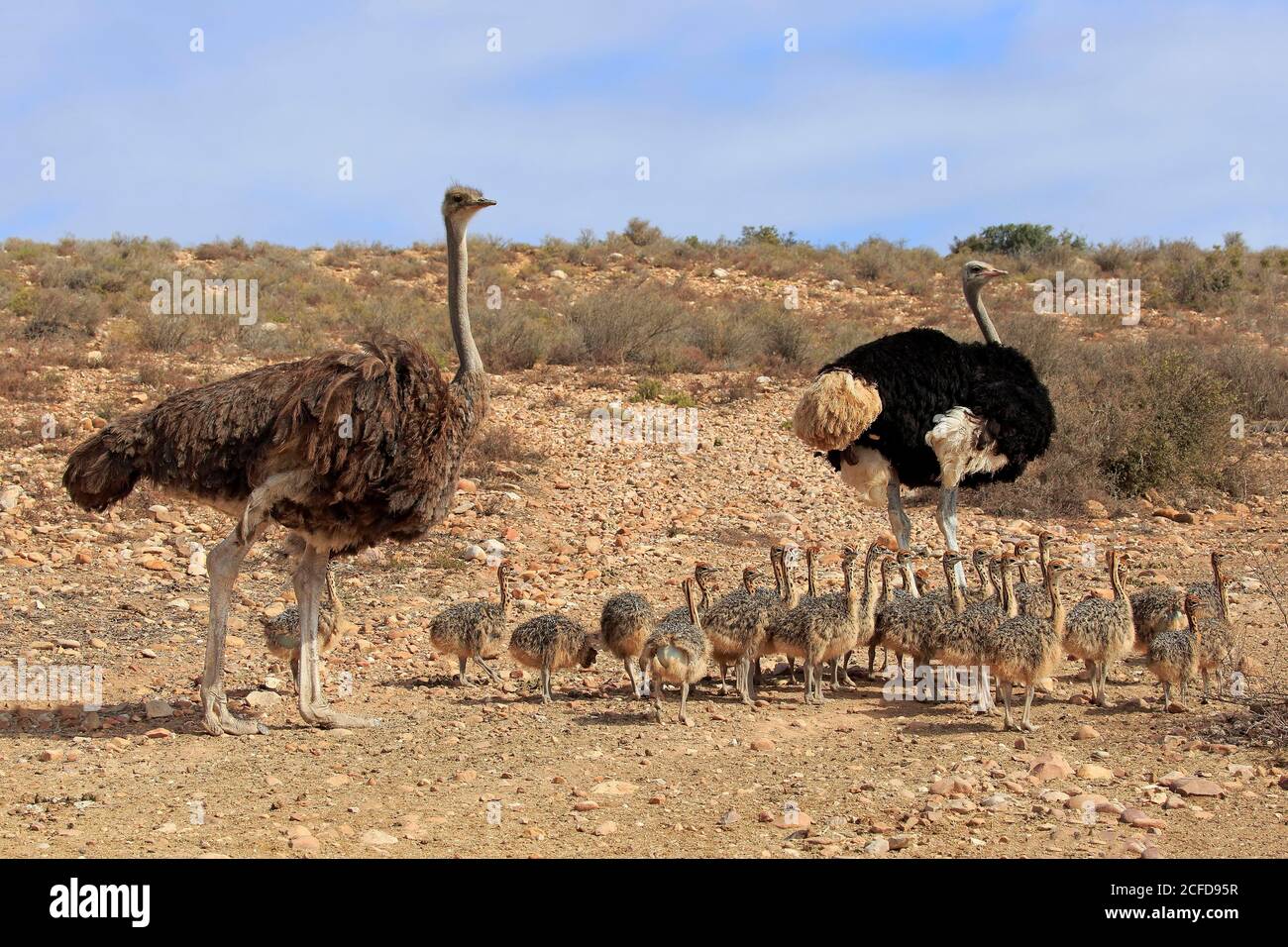 South African ostrich (Struthio camelus australis), adult, female, male, pair, young, family, group, alert, foraging, Oudtshoorn, Western Cape, South Stock Photo