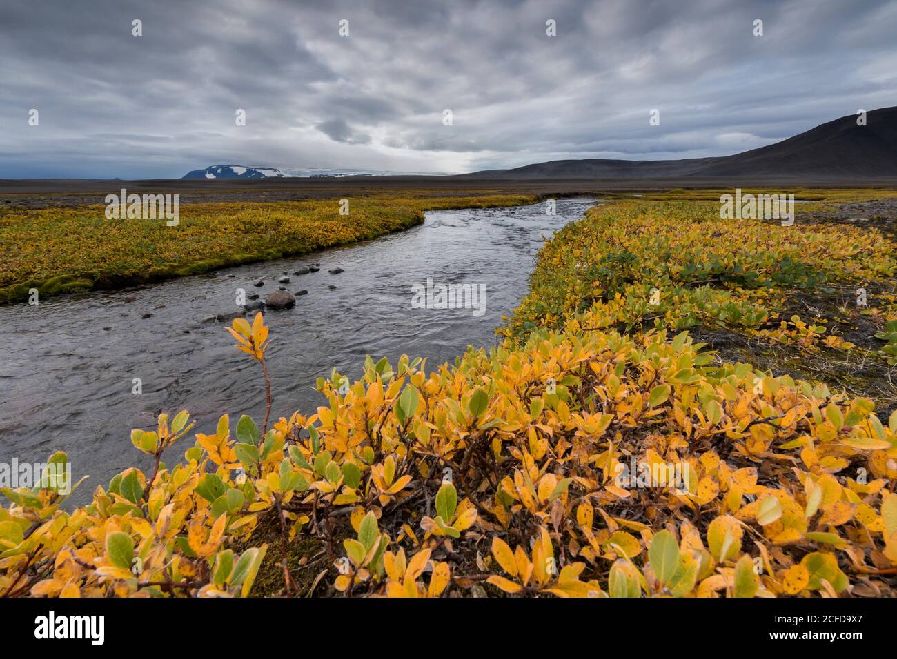 Autumnal colored or (Salix arctica) covers the banks of a stream, near Laugafell, Highlands, Iceland Stock Photo